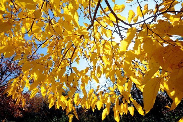 2012: Fall Colors